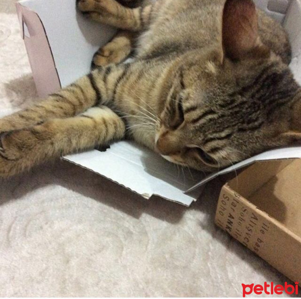 Tekir Kedi, Kedi  Fındık fotoğrafı