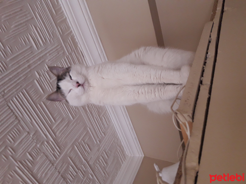 Tekir Kedi, Kedi  Citos fotoğrafı
