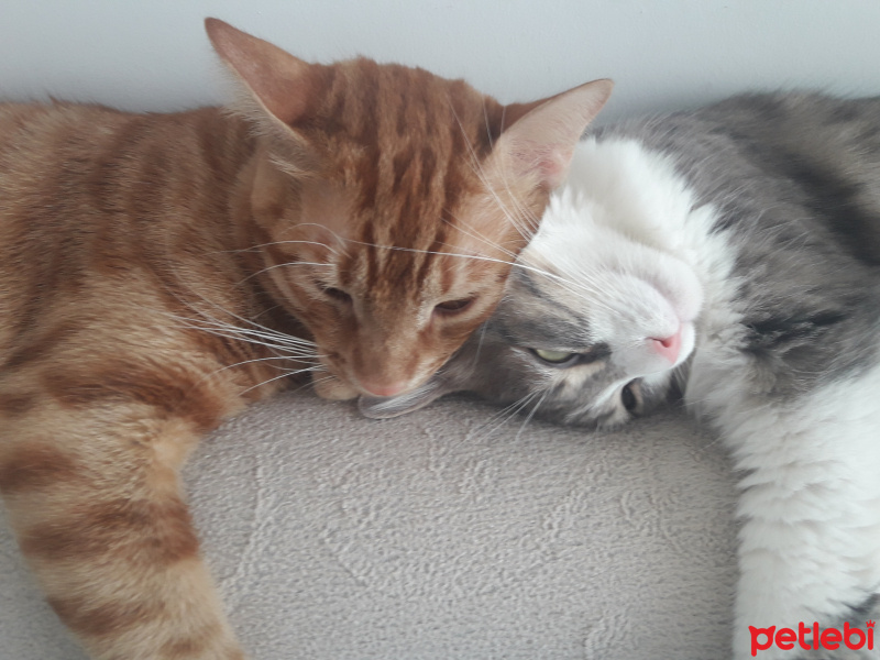 Tekir Kedi, Kedi  Citos fotoğrafı