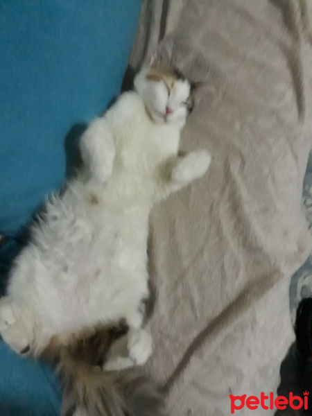 Tekir Kedi, Kedi  Citos fotoğrafı