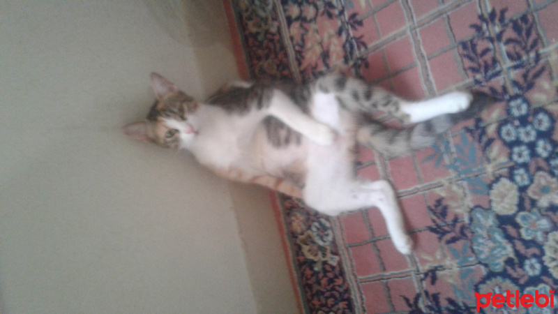 Tekir Kedi, Kedi  Citos fotoğrafı