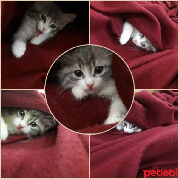 Tekir Kedi, Kedi  Citos fotoğrafı