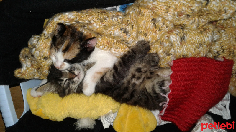 Tekir Kedi, Kedi  Citos fotoğrafı