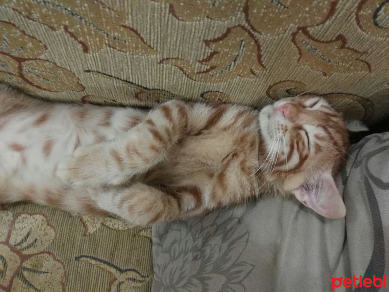 Tekir Kedi, Kedi  Citos fotoğrafı