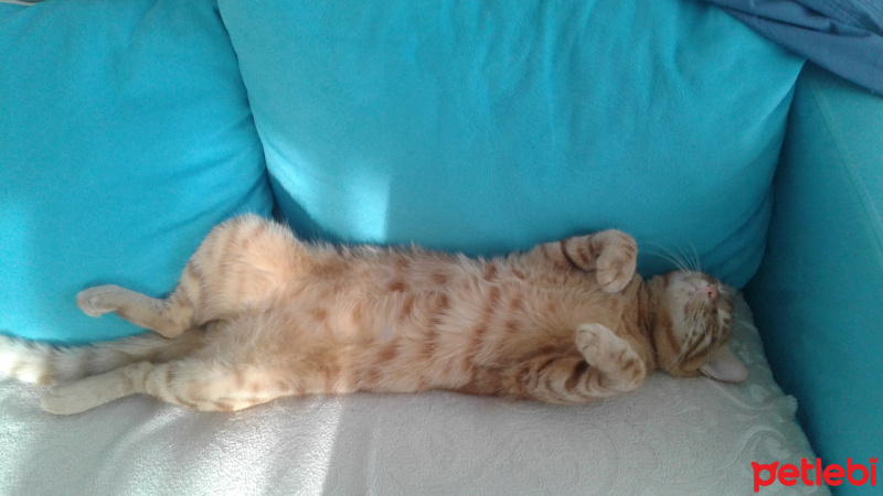 Tekir Kedi, Kedi  Citos fotoğrafı