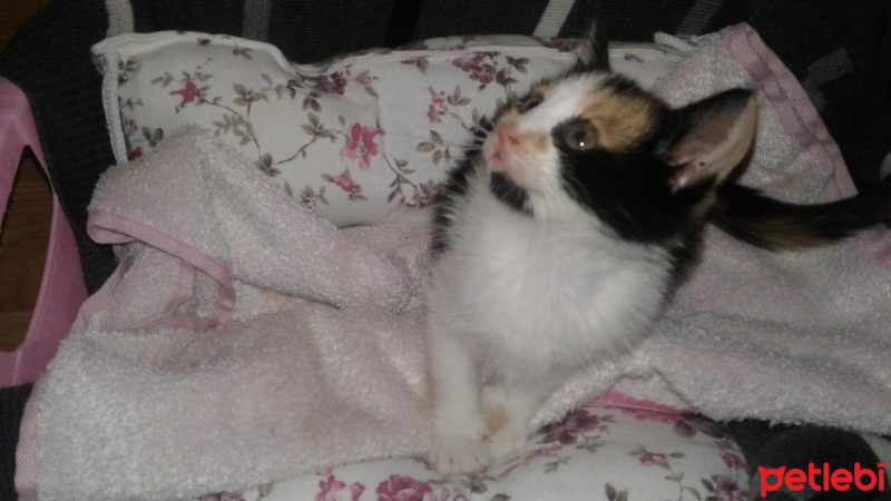 Tekir Kedi, Kedi  Citos fotoğrafı