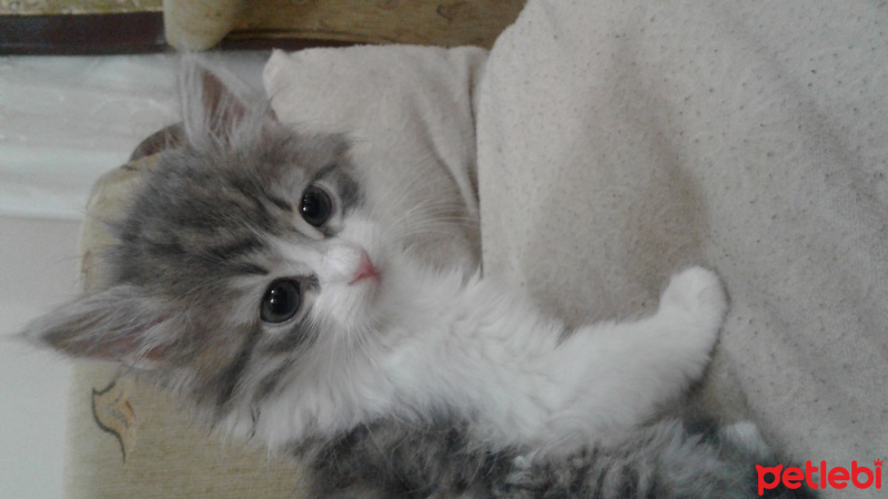 Tekir Kedi, Kedi  Citos fotoğrafı
