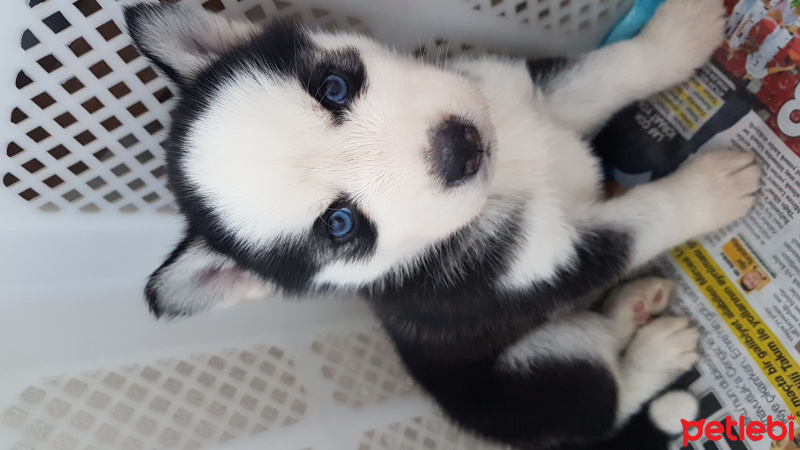 Sibirya Kurdu (Husky), Köpek  Dost fotoğrafı