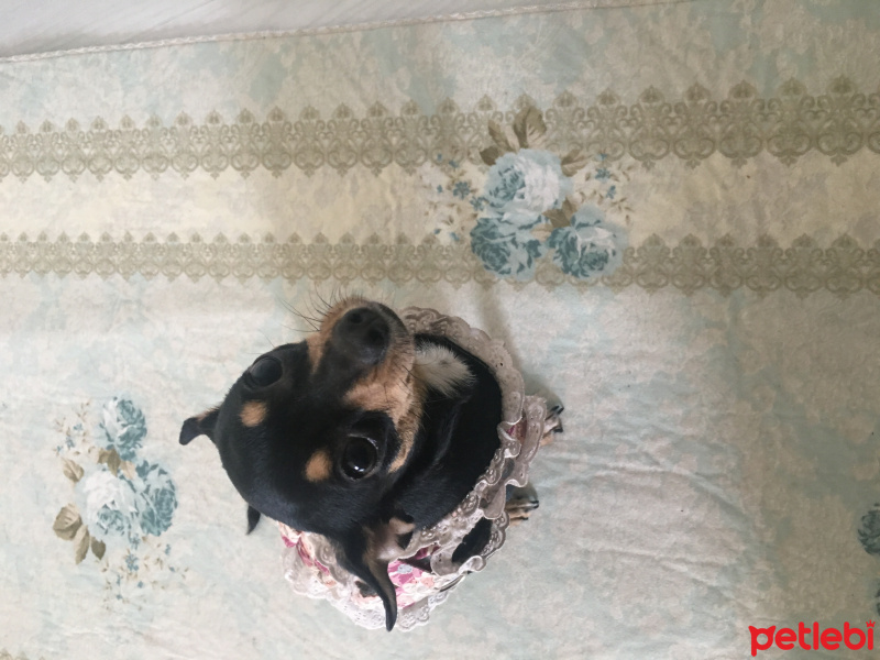 Minyatür Pinscher, Köpek  Lina fotoğrafı
