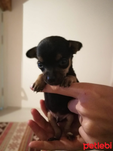 Minyatür Pinscher, Köpek  Lina fotoğrafı