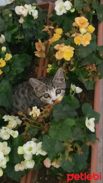 Tekir Kedi, Kedi  Sinbad fotoğrafı