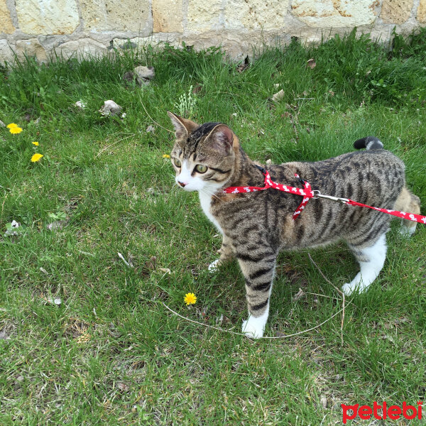 Tekir Kedi, Kedi  Sinbad fotoğrafı