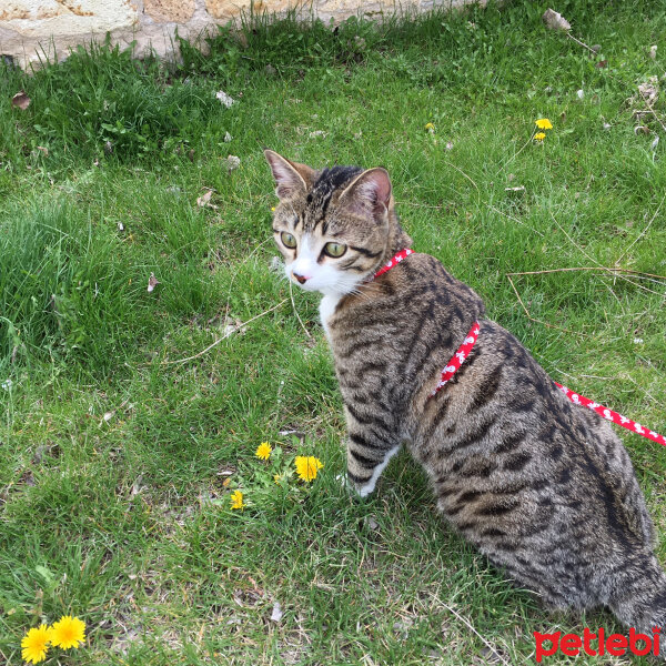 Tekir Kedi, Kedi  Sinbad fotoğrafı