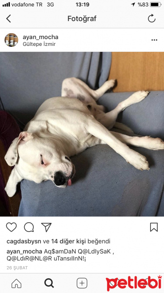 Dogo Arjantin, Köpek   Mocha fotoğrafı