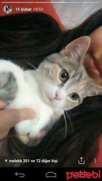 Scottish Fold, Kedi  Favori fotoğrafı