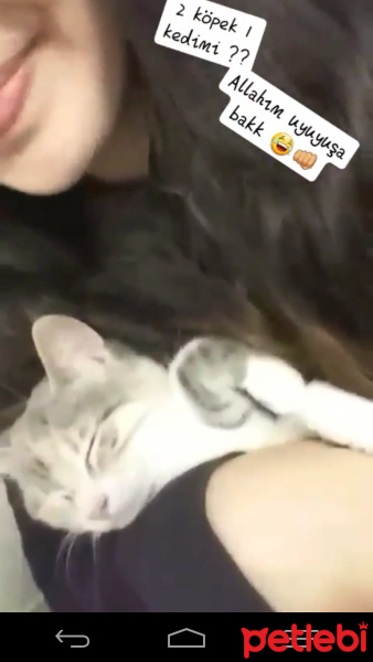 Scottish Fold, Kedi  Favori fotoğrafı