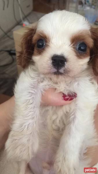 Cavalier King Charles Spanieli, Köpek  wiggle fotoğrafı