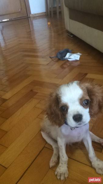 Cavalier King Charles Spanieli, Köpek  wiggle fotoğrafı