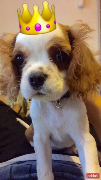 Cavalier King Charles Spanieli, Köpek  wiggle fotoğrafı