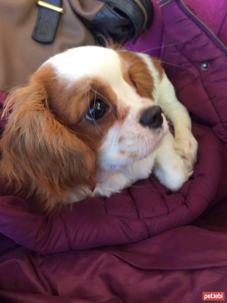 Cavalier King Charles Spanieli, Köpek  wiggle fotoğrafı