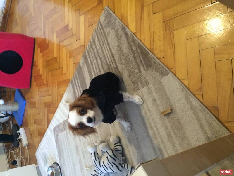 Cavalier King Charles Spanieli, Köpek  wiggle fotoğrafı