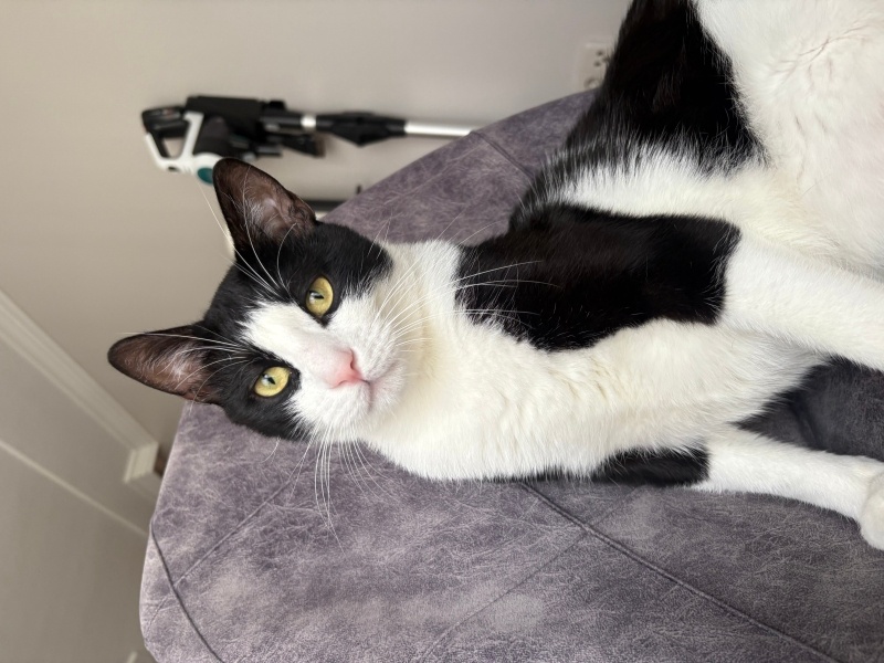 Tekir Kedi, Kedi  Mars fotoğrafı