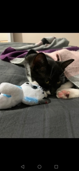 Tekir Kedi, Kedi  Gece fotoğrafı