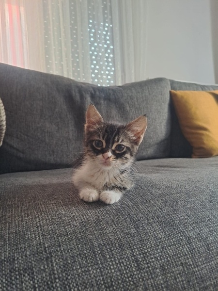 Tekir Kedi, Kedi  Armut fotoğrafı