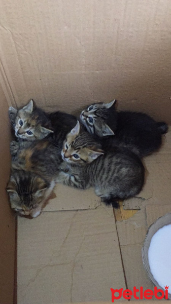 Tekir Kedi, Kedi  Üsküdar 4 yavru kedi fotoğrafı