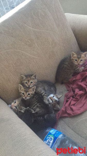 Tekir Kedi, Kedi  Üsküdar 4 yavru kedi fotoğrafı