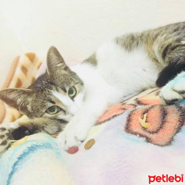 Tekir Kedi, Kedi  Tekir fotoğrafı