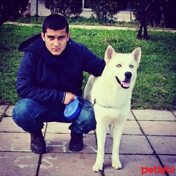 Sibirya Kurdu (Husky), Köpek  Rüzgar  fotoğrafı