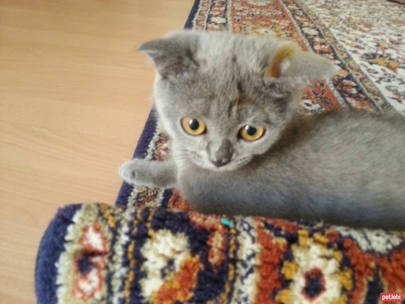 Scottish Fold, Kedi  Ponçik fotoğrafı