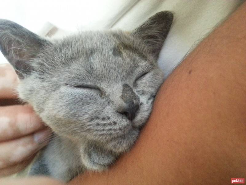 Scottish Fold, Kedi  Ponçik fotoğrafı