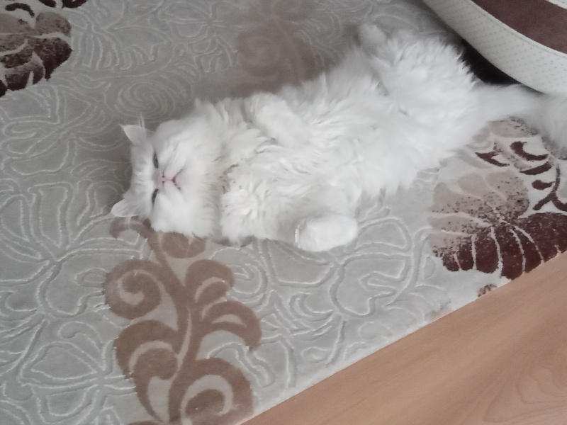 İran Kedisi (Persian), Kedi  Simba fotoğrafı