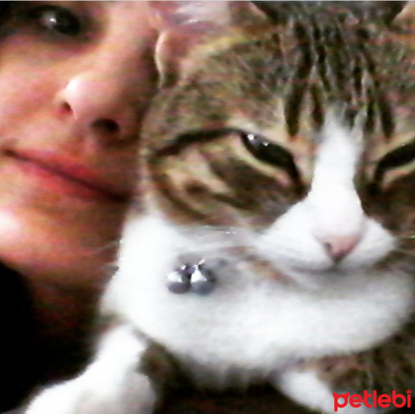 Tekir Kedi, Kedi  Misi fotoğrafı