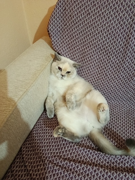 British Longhair, Kedi  Mila fotoğrafı