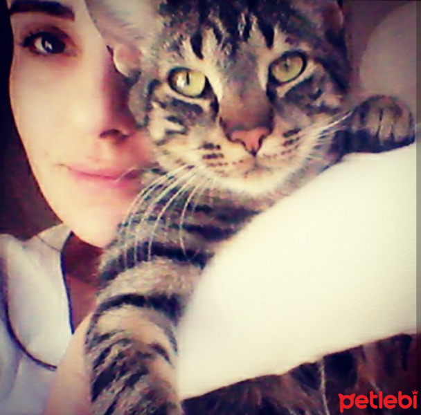 Tekir Kedi, Kedi  Osman fotoğrafı