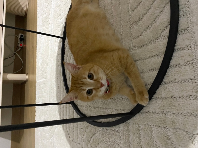 Sarman, Kedi  Zeriş fotoğrafı