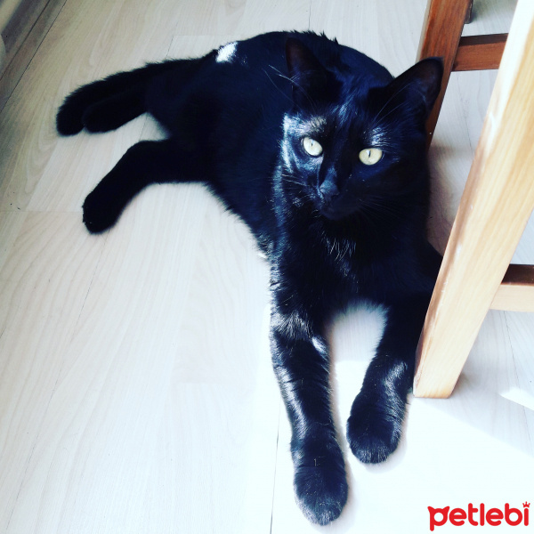 Tekir Kedi, Kedi  Tosun fotoğrafı