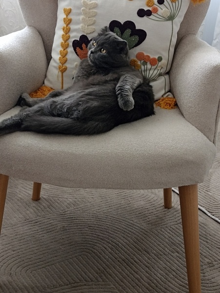 British Shorthair, Kedi  FISTIK fotoğrafı
