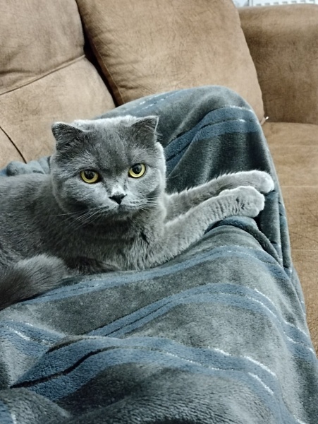 British Shorthair, Kedi  FISTIK fotoğrafı