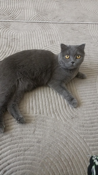 British Shorthair, Kedi  FISTIK fotoğrafı