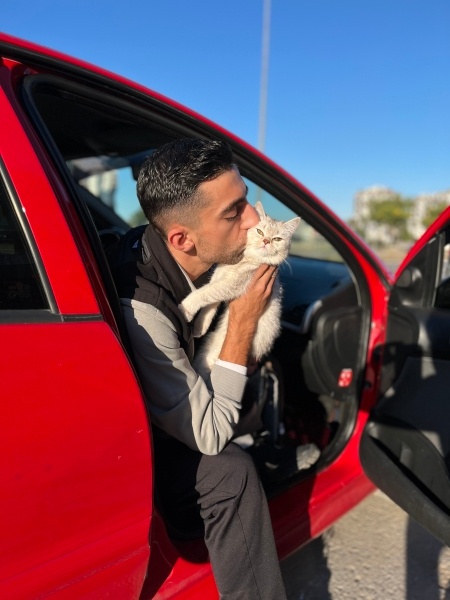 Scottish Fold, Kedi  Melo fotoğrafı