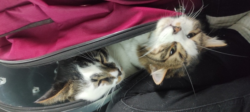 Tekir Kedi, Kedi  Makbuş Tiftik fotoğrafı