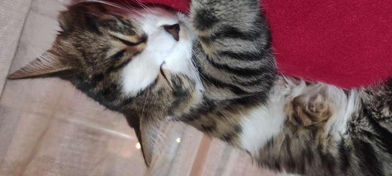 Tekir Kedi, Kedi  Makbuş Tiftik fotoğrafı