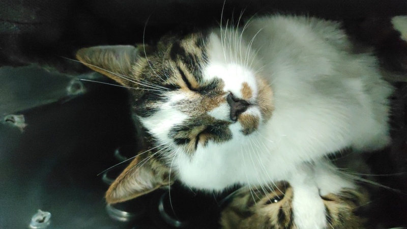 Tekir Kedi, Kedi  Makbuş Tiftik fotoğrafı