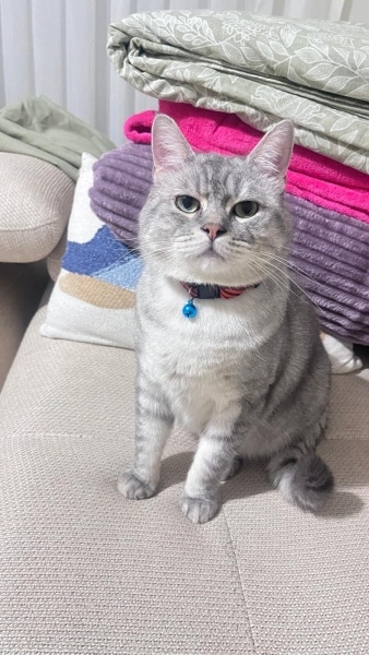 British Shorthair, Kedi  Ollie fotoğrafı
