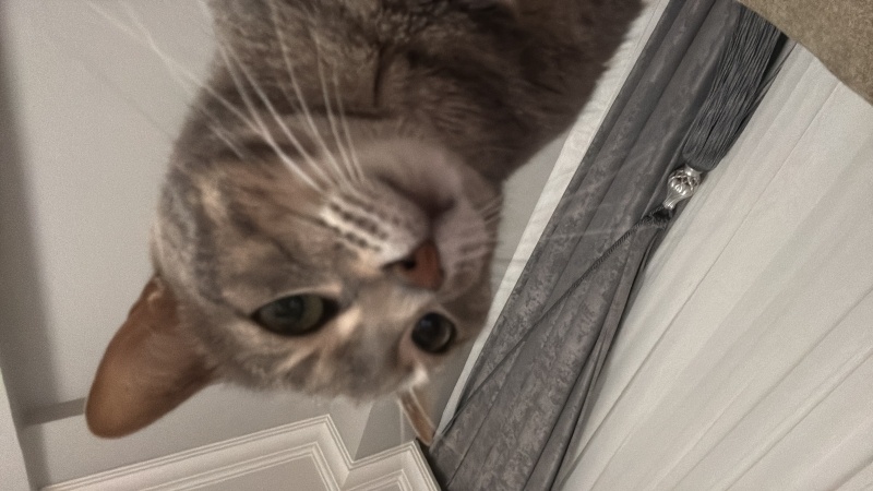 Tekir Kedi, Kedi  Keddy fotoğrafı