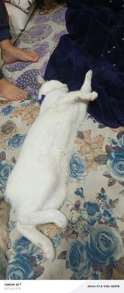 Birman, Kedi  Pamuk fotoğrafı